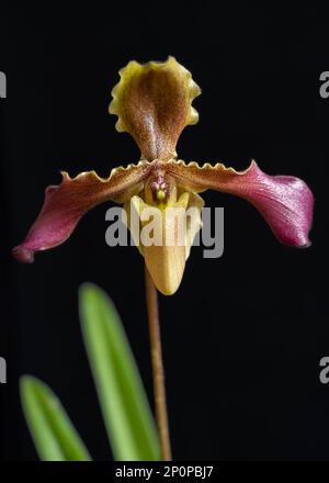 Primo piano vista di giallo verde e viola rosso fiore di lady slipper orchidea specie paphiopedilum hirsutissimum esquiroli isolato su sfondo nero Foto Stock