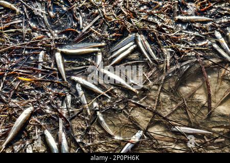 Una laguna secca (lago) e un sacco di piccoli pesci morti, siccità estiva, inquinamento idrico ulteriormente. Smelt di sabbia (Atherina boyeri) Foto Stock