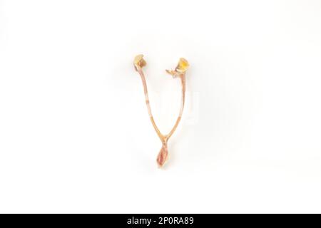 Wishbone di pollo isolato su sfondo bianco, fuoco morbido primo piano Foto Stock