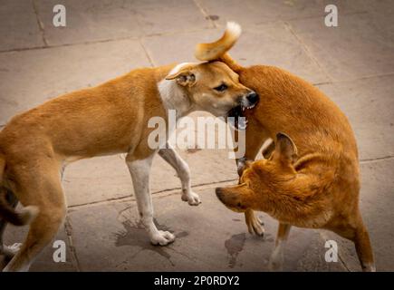 Cani dalla strada di Varanasi Foto Stock