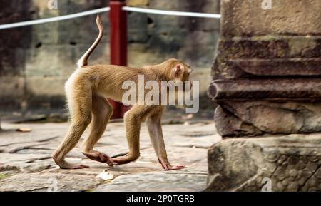 Una scimmia macachi dalla coda lunga (macaca fascicularis fascicularis) cammina attraverso le rovine del Bayon, l'antico tempio nel cuore di Angkor Thom A. Foto Stock