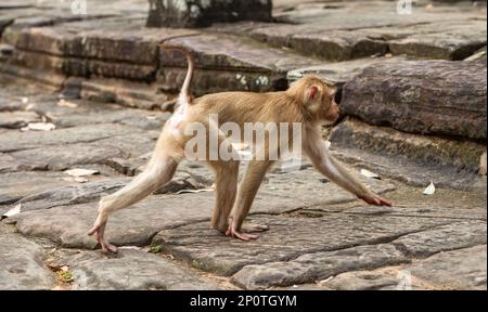 Una scimmia macachi dalla coda lunga (macaca fascicularis fascicularis) cammina attraverso le rovine del Bayon, l'antico tempio nel cuore di Angkor Thom A. Foto Stock