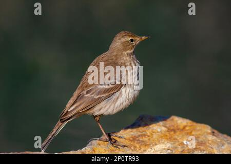 Piccolo bird watching a terra, Water Pipit, Anthus spinoletta Foto Stock
