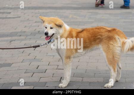 Vista laterale ritratto di cane Akita inu marrone e bianco su un guinzaglio in una strada centrale della città di Dnirpo, Ucraina Foto Stock