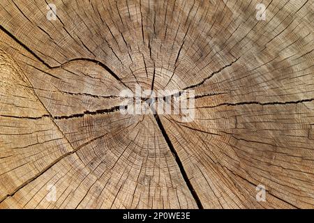 Primo piano dettagliato di una sezione di un tronco di quercia che mostra molti anelli Foto Stock