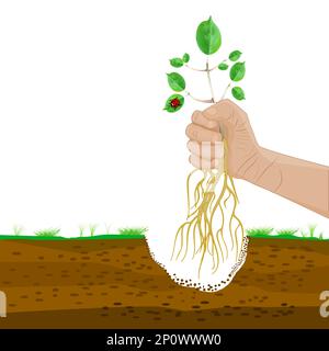 Mano con germoglio giovane. Albero che pianta, rimboschimento o giardinaggio. Sapling con radici in mano e terreno di giardino. Trapianti giovani pianta, vegetali crescenti Illustrazione Vettoriale