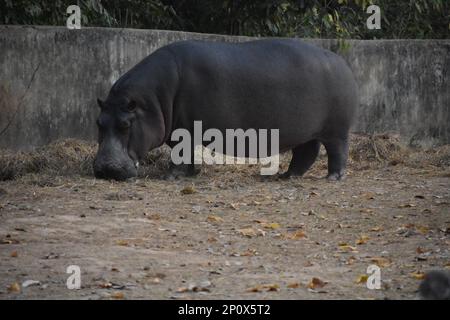 ippopotamo mangiare erba vicino a un muro Foto Stock