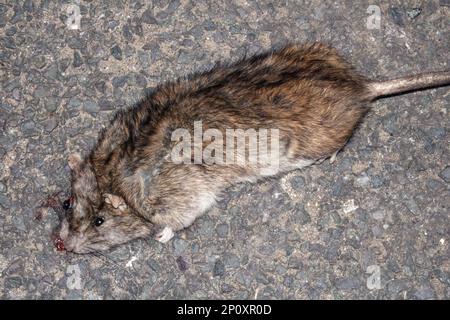 Un rat schiacciato morto che è stato superato da Una ruota auto su una strada marciapiede in una città urbana Foto Stock