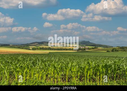 Paesaggio di Hegau con vista su Hohenstoffeln, Hilzingen, Konstanz distretto, Baden-Wuerttemberg, Germania Foto Stock