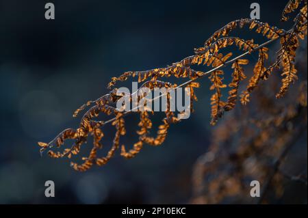 Bracken (Pteridium) in una calda luce mattutina. Fern.Orange Foto Stock