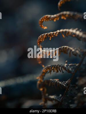 Bracken (Pteridium) in una calda luce mattutina. Fern.Orange Foto Stock
