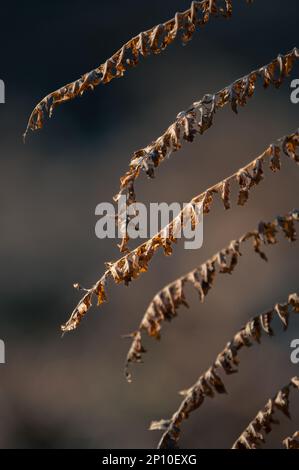 Bracken (Pteridium) in una calda luce mattutina. Fern.Orange Foto Stock