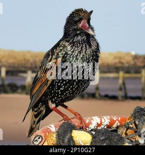 Starling Sturnus vulgaris cantare nel Northumberland mentre si sedette su un piatto di aragosta, Regno Unito Foto Stock