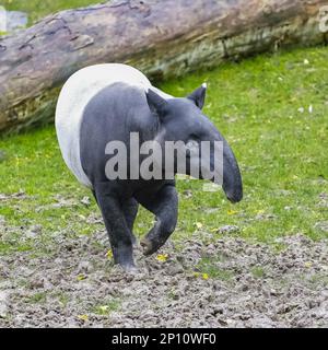 Un giovane tapir a piedi sulla erba, animale carino Foto Stock