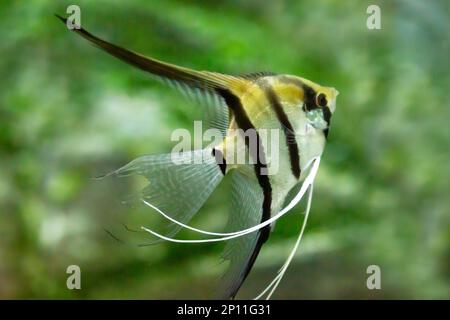 Ritratto di pesce angelo d'acqua dolce o Scalare, Pterophyllum scalare, arancione nero bianco argento Foto Stock