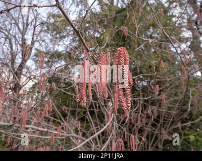 Corylus maxima purpurea, filbert, o nocciolo pianta a lungo vento-impollinato fiori maschi. Foto Stock