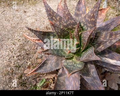 Aloe maculata, aloe saponaria, aloe sapone o zebra aloe succulente pianta medicinale con foglie maculate Foto Stock