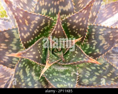 Aloe maculata, aloe saponaria, aloe sapone o zebra aloe succulente pianta medicinale con foglie maculate vista dall'alto Foto Stock