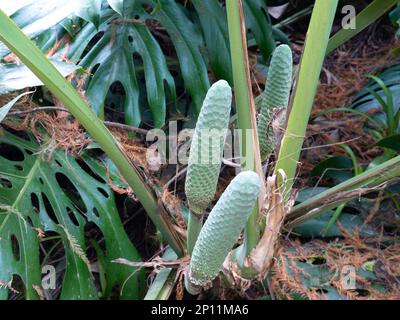 Monstera deliziosa, il caseificio svizzero o filodendro verde a foglia spaccata, frutta e foglie commestibili immature Foto Stock