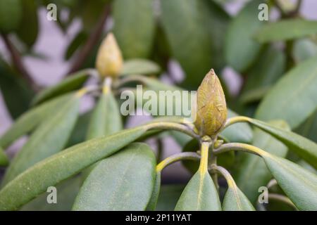 Primo piano pianta di rododendro con bel bocciolo di fiore giallo, non aperto. Giardinaggio primavera hobby Foto Stock