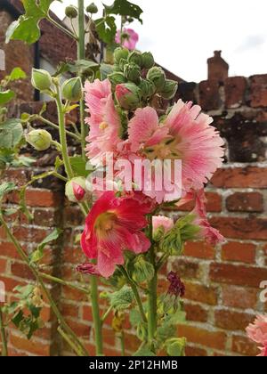 Particolare di fiori rosa di hollyhock contro un muro di mattoni rossi. Foto Stock