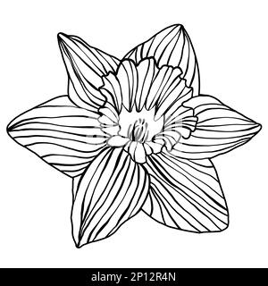 Disegno a mano adulto libro da colorare daffodil fiore penna e inchiostro contorno isolato su sfondo bianco. Bianco e nero semplice e moderno, audace e alla moda Foto Stock