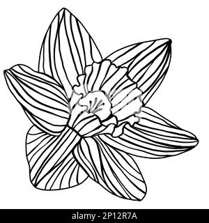 Singolo narciso daffodil fiore silhouette contorno doodle disegno isolato su sfondo bianco. Legno nero tagliato, linocut, stampa a blocchi di legno o motore retrò Foto Stock