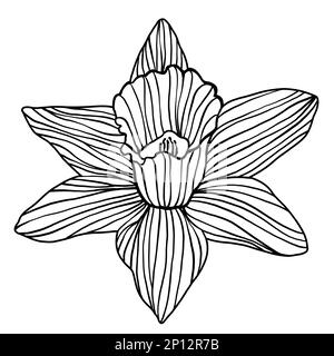 Singolo narciso daffodil fiore silhouette contorno doodle disegno isolato su sfondo bianco. Legno nero tagliato, linocut, stampa a blocchi di legno o motore retrò Foto Stock