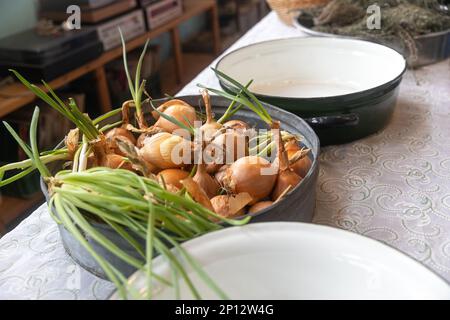 cipolle germogliate in una ciotola sono su un tavolo tra i piatti antichi come decorazione interna Foto Stock
