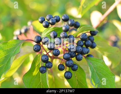 Bacche nere di cornus sanguinea maturano su un ramo di un cespuglio. Foto Stock