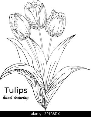 Sfondo floreale con tulipani. Disegno a mano Illustrazione Vettoriale