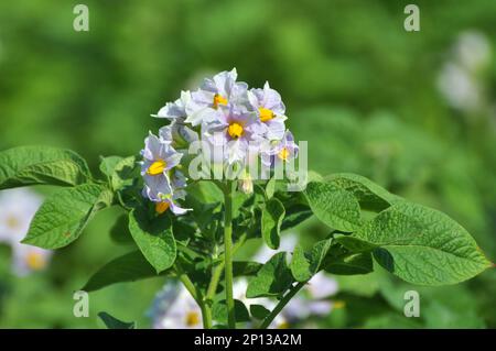 Sul campo di un agricoltore, i fiori di patata sono abbondanti Foto Stock