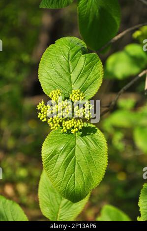 In primavera nei fiori selvatici di viburnum (Viburnum lantana) Foto Stock