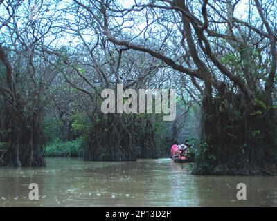 Foto della foresta paludosa di Sylhet, Bangladesh. Foto Stock