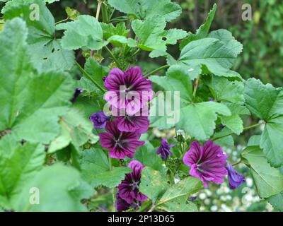 Malva, la foresta di malva sylvestris cresce in natura Foto Stock