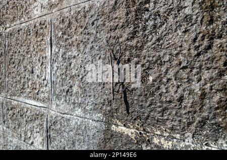 Bastone camminare insetto mimetinato su un muro di pietra Foto Stock