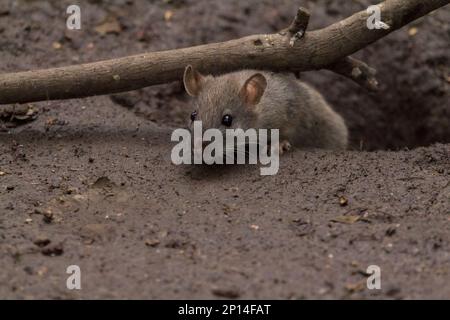 Rat brown Rattus norvegicus, pelliccia grigio brunastro grossolana piccole orecchie finemente pelate coda affusolata spessa squamosa lunghe sussurri quattro dita anteriori cinque dita posteriori Foto Stock