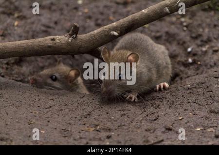 Rat brown Rattus norvegicus, pelliccia grigio brunastro grossolana piccole orecchie finemente pelate coda affusolata spessa squamosa lunghe sussurri quattro dita anteriori cinque dita posteriori Foto Stock