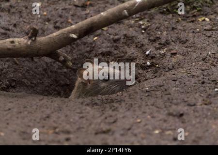 Rat brown Rattus norvegicus, pelliccia grigio brunastro grossolana piccole orecchie finemente pelate coda affusolata spessa squamosa lunghe sussurri quattro dita anteriori cinque dita posteriori Foto Stock