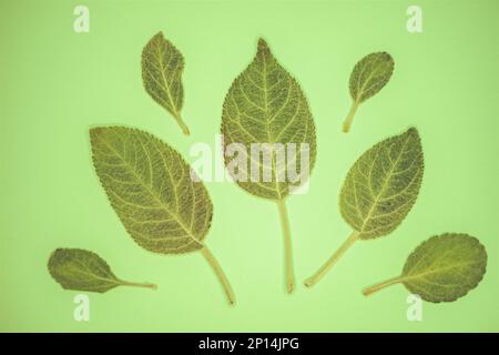 Set di foglie verdi di melo sul tavolo verde. Carta d'arte floreale Foto Stock