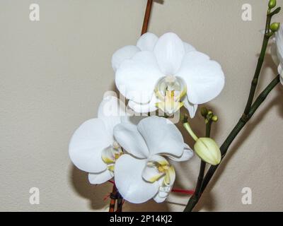 Fiori di orchidea bianca nella pentola Foto Stock