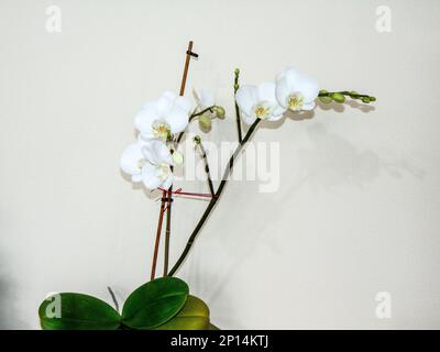 Fiori di orchidea bianca nella pentola Foto Stock