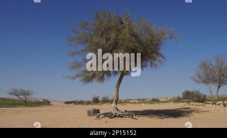 La tortilis di Vachellia, ampiamente conosciuta come la tortilis di Acacia è l'acacia della spina dell'ombrello, anche conosciuta come spina dell'ombrello e babool israeliano. Deserto di Negev, Isra Foto Stock