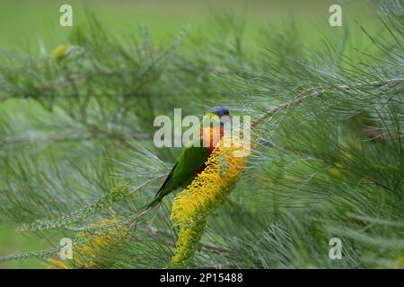 Rainbow Lorikeet nutrendo da vicino i fiori gialli di Gravillia Foto Stock