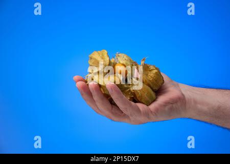Mano maschio caucasica che tiene un mucchio di frutti maturi di physalis. Primo piano ripresa in studio, isolata su sfondo blu. Foto Stock