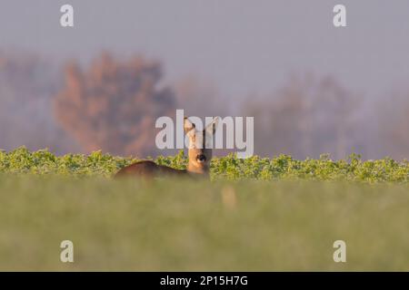 Un capriolo adulto siede su un campo congelato in inverno Foto Stock