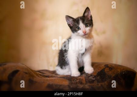 un gattino giovane e carino guarda curiosamente la telecamera Foto Stock