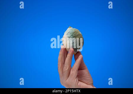 Limone guastato con muffa verde tenuto da mano maschile. Primo piano ripresa in studio, isolata su sfondo blu. Foto Stock