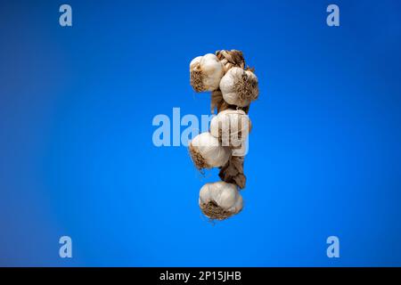 Treccia all'aglio. Corda intrecciata di bulbi d'aglio. Primo piano ripresa in studio, isolata su sfondo blu. Foto Stock