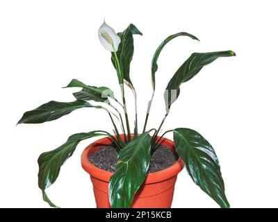 Pace fiore di giglio nella pentola. Pianta di Spathiphyllum isolata su bianco Foto Stock